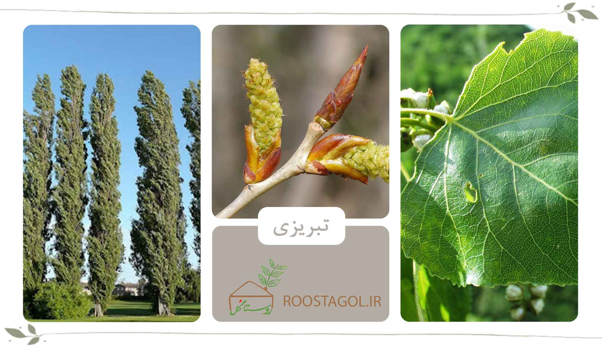 تبریزی
