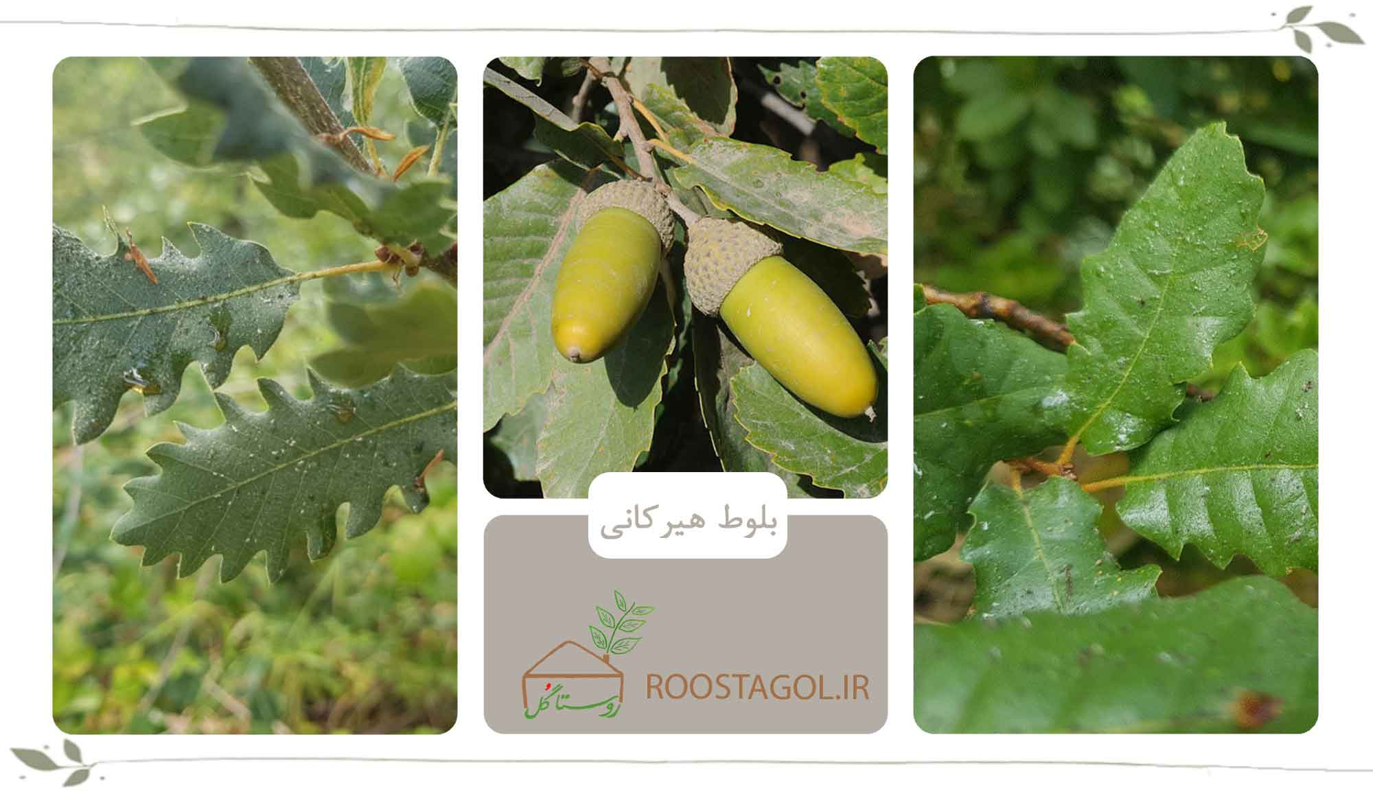 بلوط‌های هیرکانی