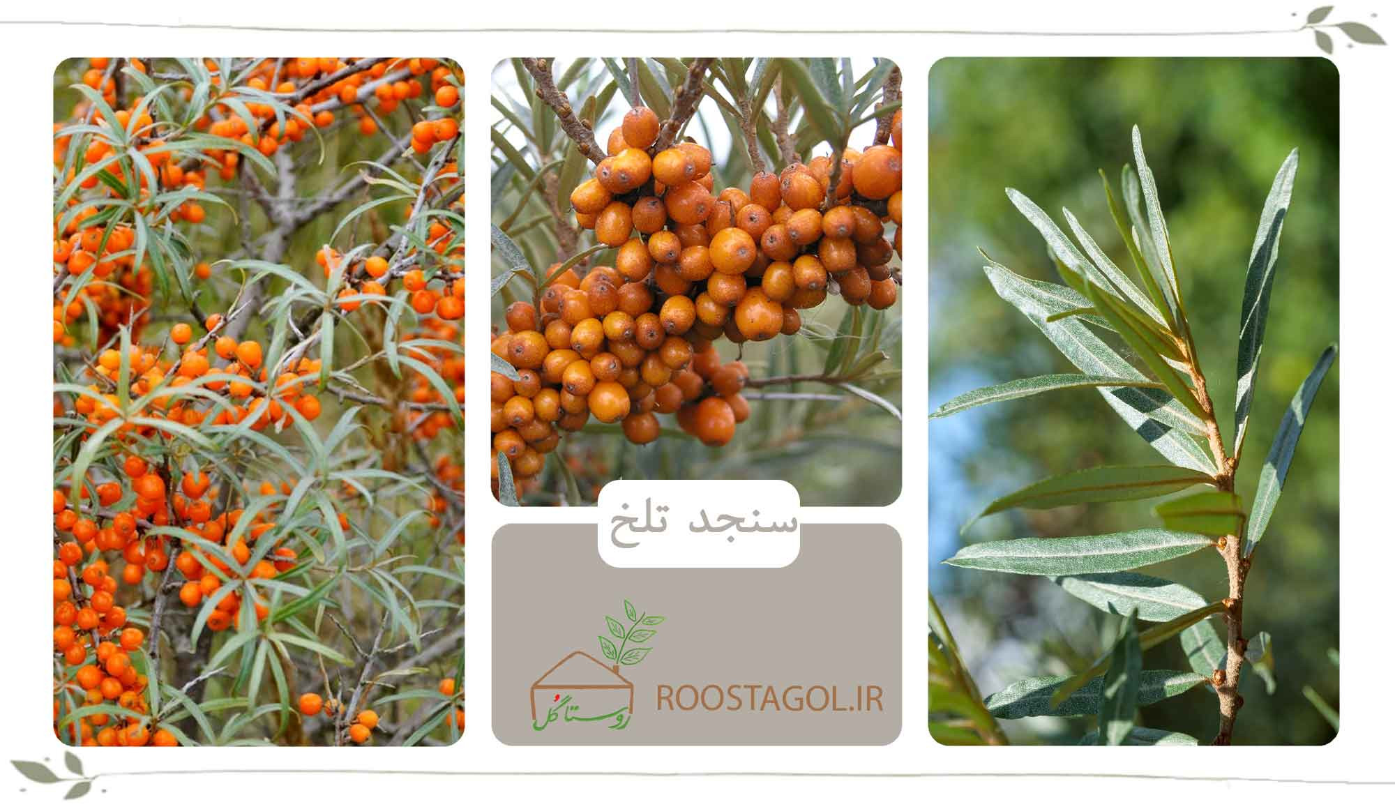 سنجد تلخ