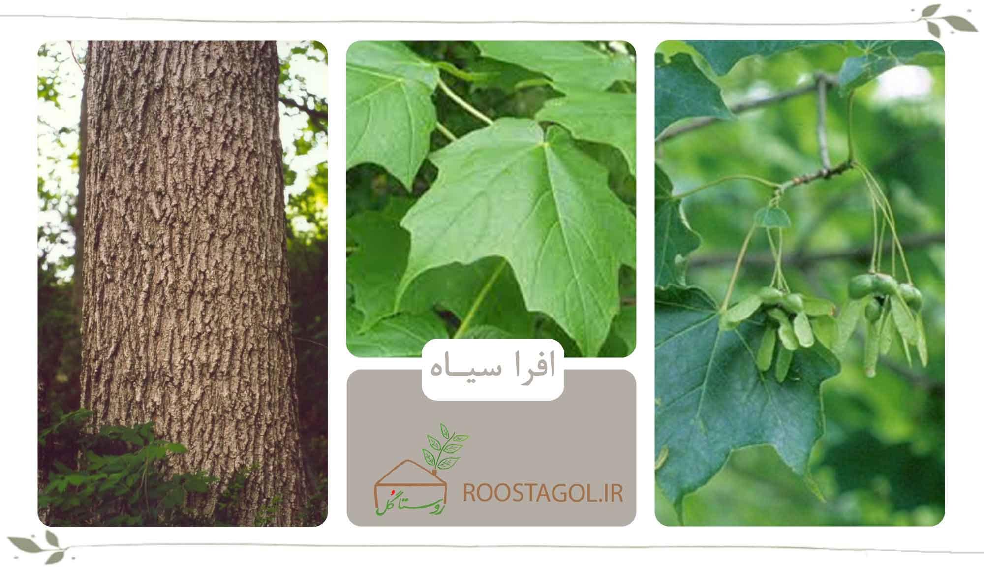 افرا سیاه