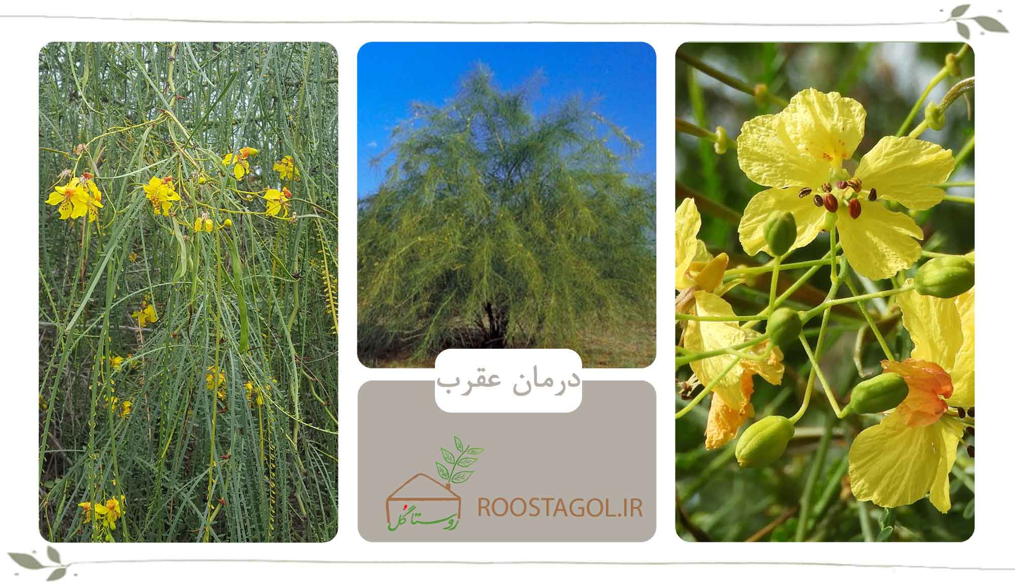 درمان عقرب