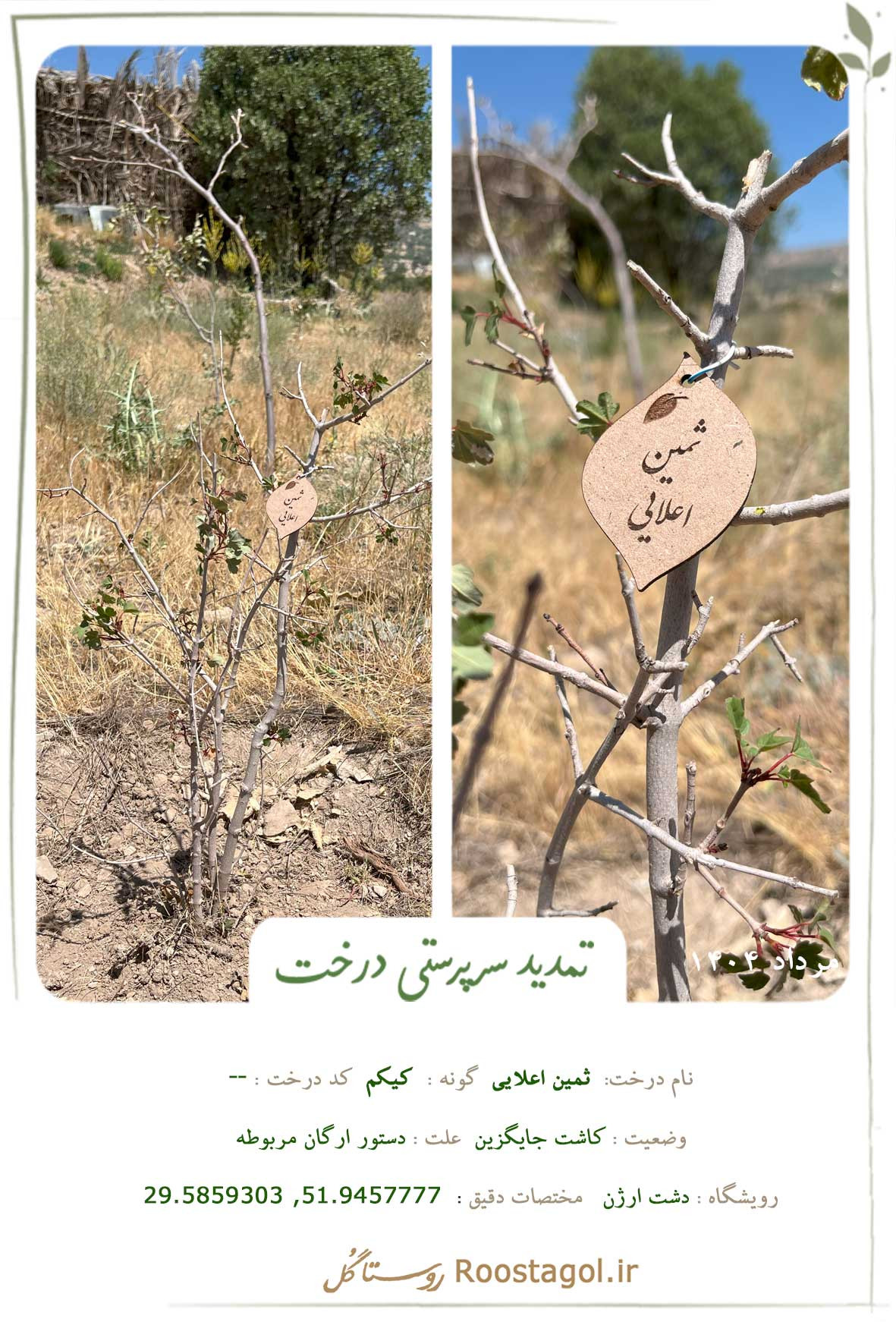 ثمین اعلایی