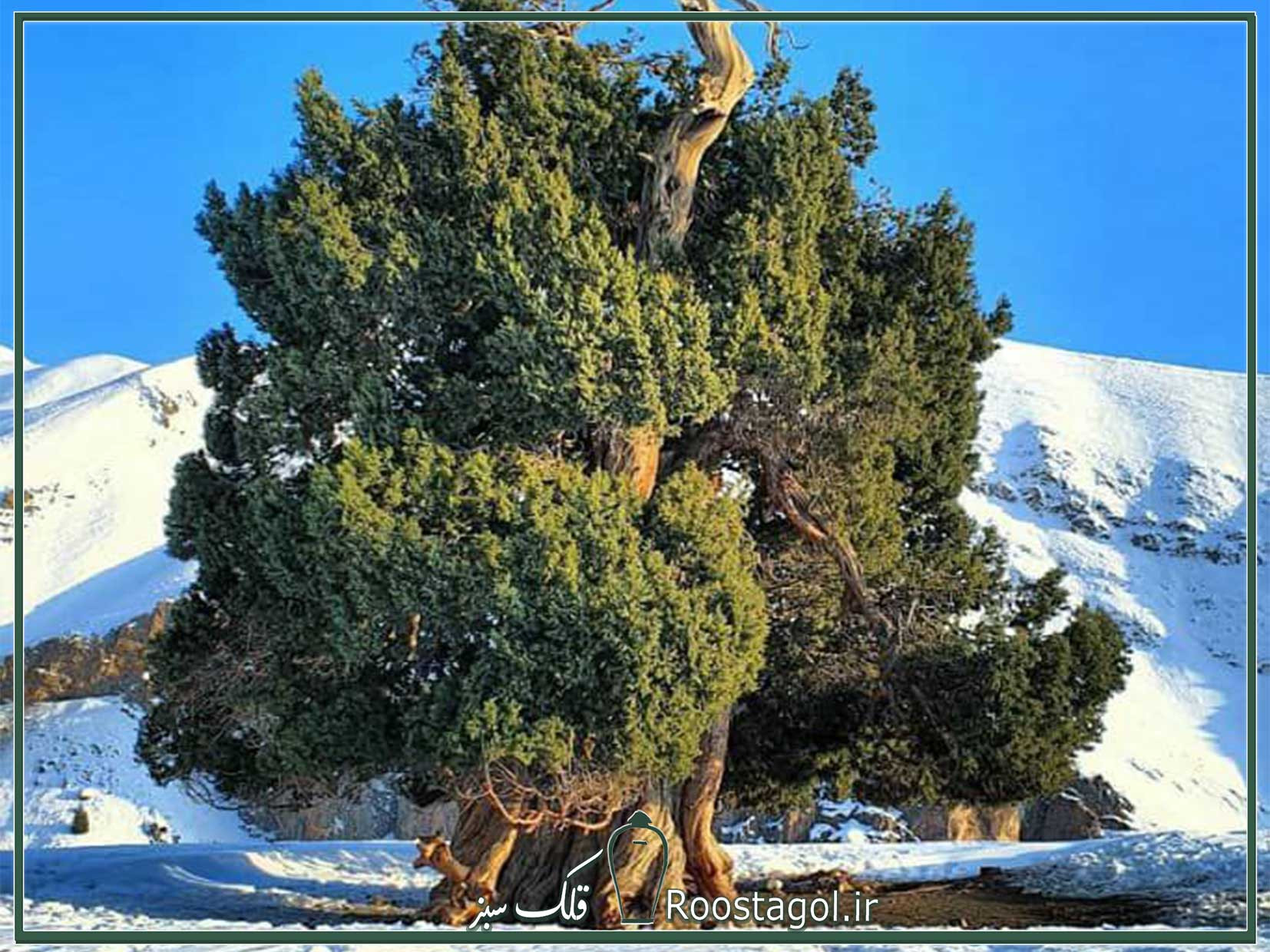 بانوی شهرستانک 1