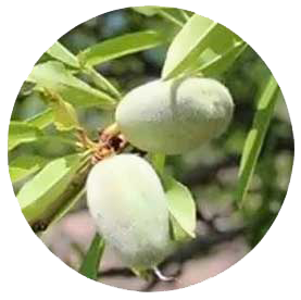 بادام تلخ - درختان - میوه