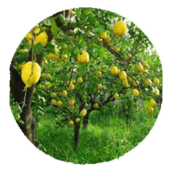 لیمو - درختان - بابا منیر