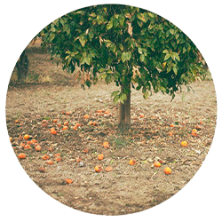 نارنج - درختان - بابا منیر