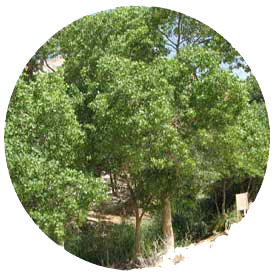 پده - درختان - بابا منیر