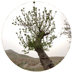 توت - درختان - میوه