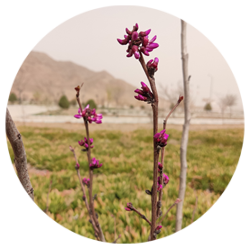 ارغوان - درختان - نادر