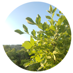 انتخاب باغبان