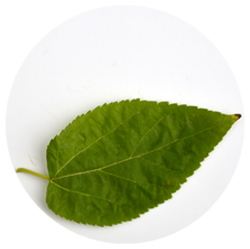 توت - درختان - دیرزی(عمر طولانی)