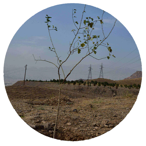 زالزالک - درختان - میوه