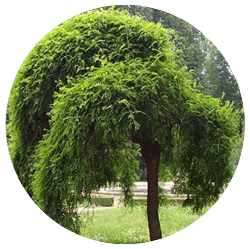 سافورا - درختان - باغ انجیره
