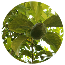 لیمو - درختان - میوه