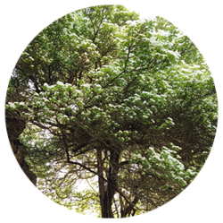 زالزالک - درختان - گرمسیری