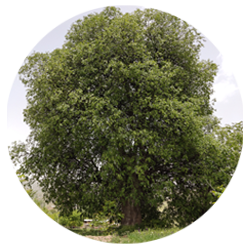 داغداغان - درختان - دیرزی(عمر طولانی)