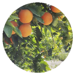 پرتقال - درختان - میوه