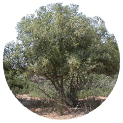 حنا - درختان - بابا منیر
