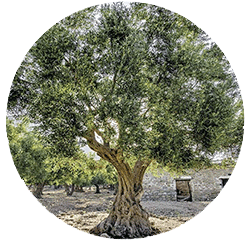 زیتون - درختان - بابا منیر