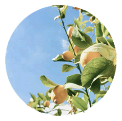 لیمو - درختان - میوه