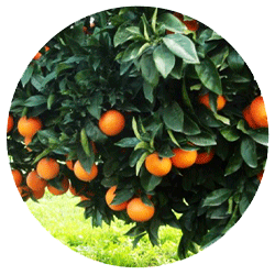 نارنج - درختان - میوه