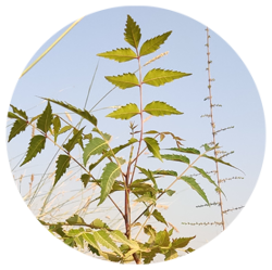 انتخاب باغبان