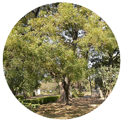 چریش - درختان - بابا منیر