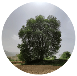داغداغان - درختان - بابا منیر