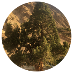 ارس(سرو کوهی) - درختان - دیرزی(عمر طولانی)