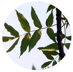 ون - درختان - گرمسیری