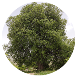 داغداغان - درختان - درختچه ها