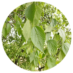 داغداغان - درختان - درختچه ها