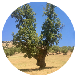 بلوط - درختان - دیرزی(عمر طولانی)