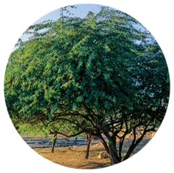 کهور - درختان - دیرزی(عمر طولانی)