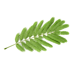 برهان - درختان - گرمسیری