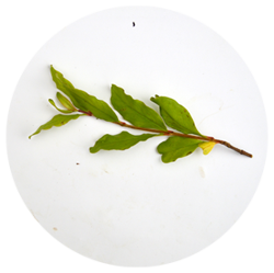 انار - درختان - میوه