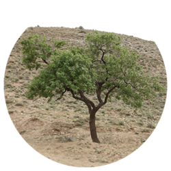 بادام