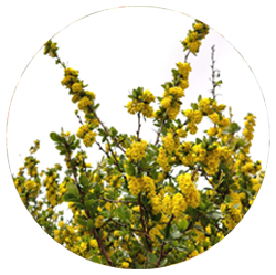 زرشک کوهی