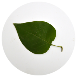 صنوبر - درختان - میوه