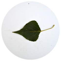 سپیدار - درختان - دیرزی(عمر طولانی)