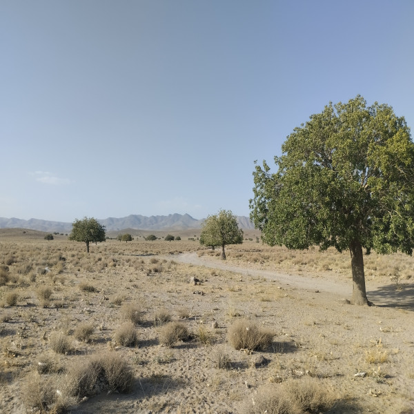 میمند