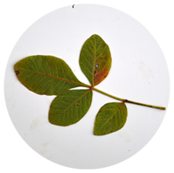 بنه(پسته کوهی) - درختان - میوه