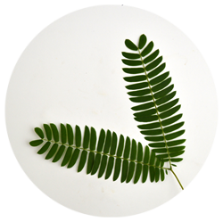 ابریشم - درختان - دیرزی(عمر طولانی)