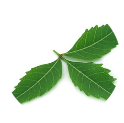 چرییش - درختان - گرمسیری