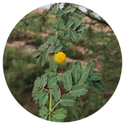 کهور