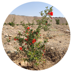 انار - درختان - میوه