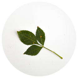 ون - درختان - گرمسیری