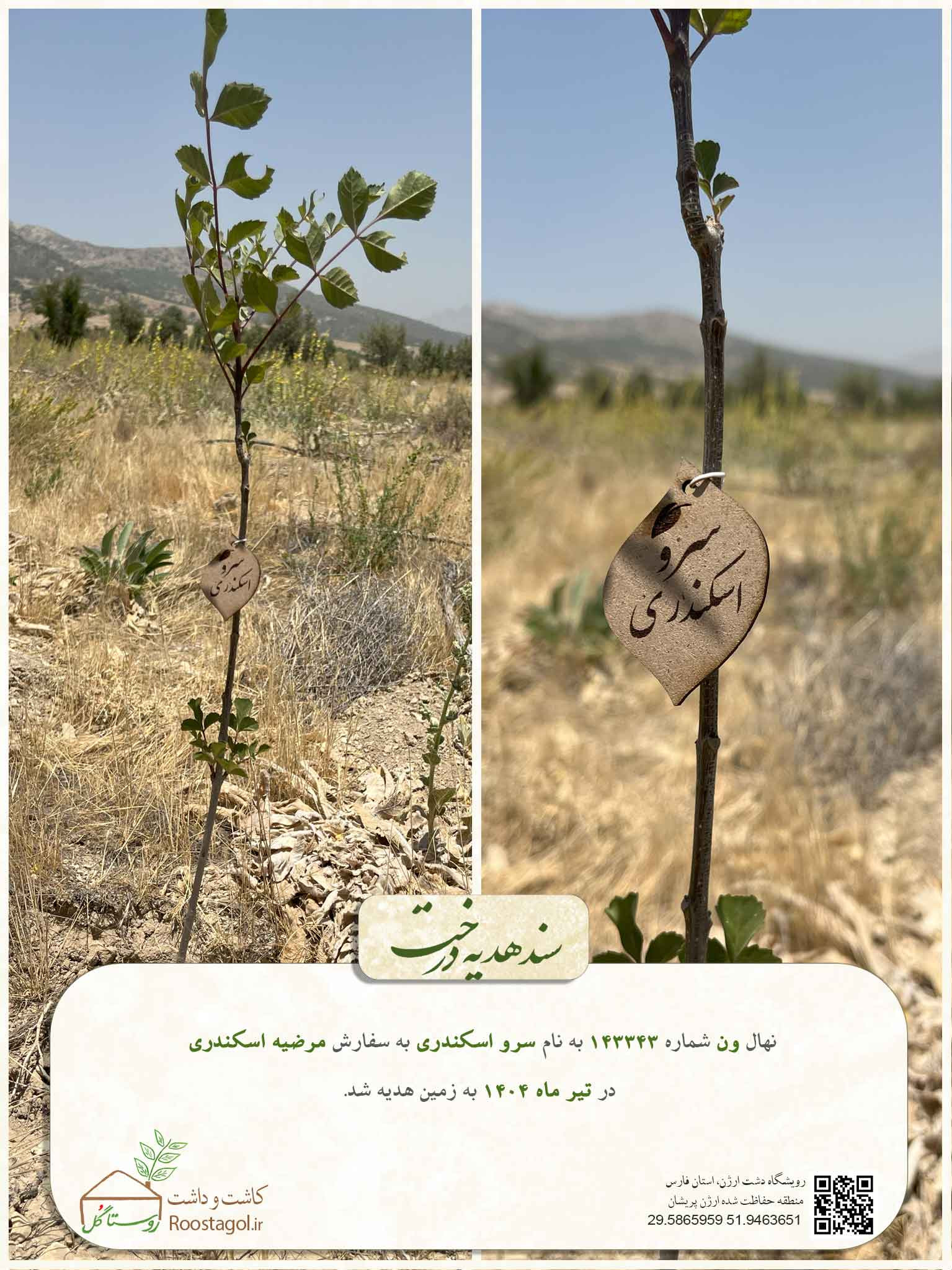 سرو اسکندری