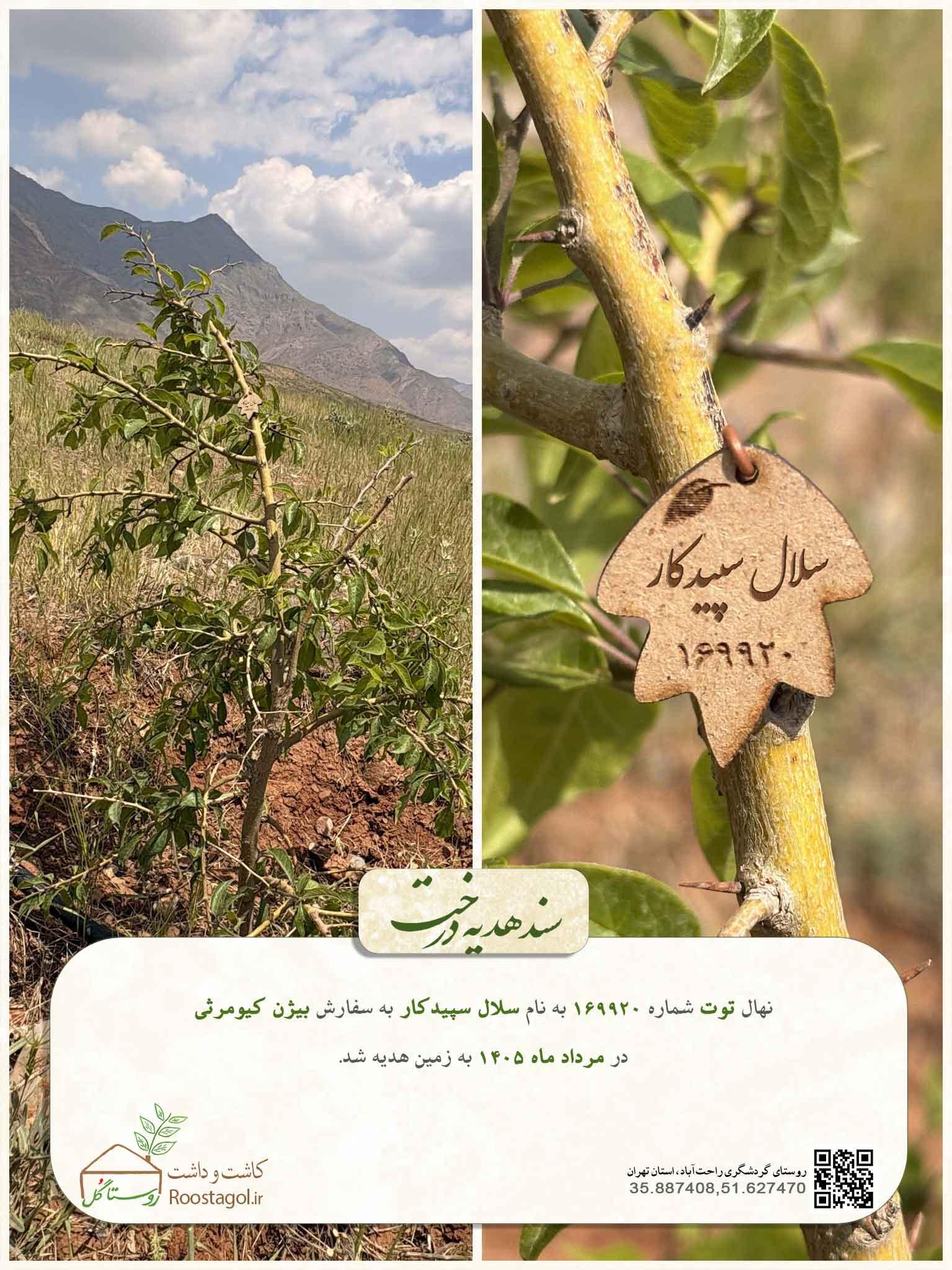 سلال سپیدکار