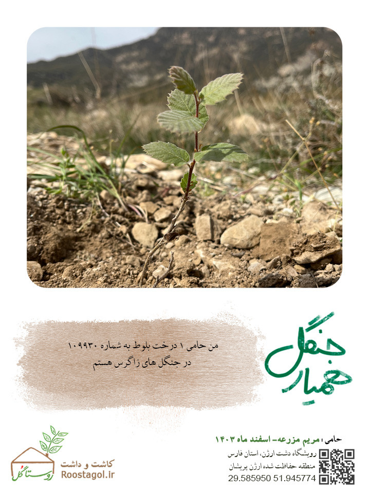 سفارش درخت